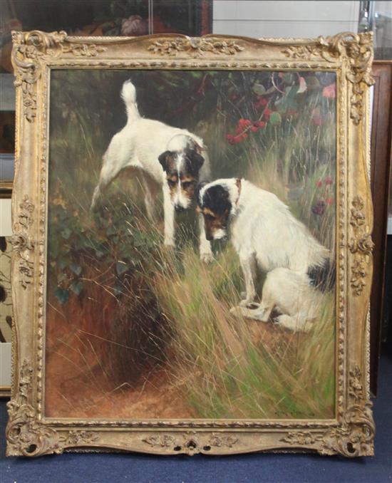 § Arthur Wardle R.I., R.B.C. (1864-1949) Fox terriers beside a rabbit hole 29.5 x 24.5in.